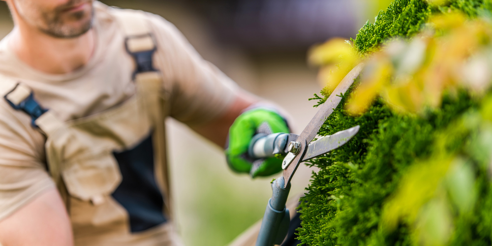 Ağaç Budama: Sağlıklı ve Güzel Ağaçlar İçin 6 Altın Kural