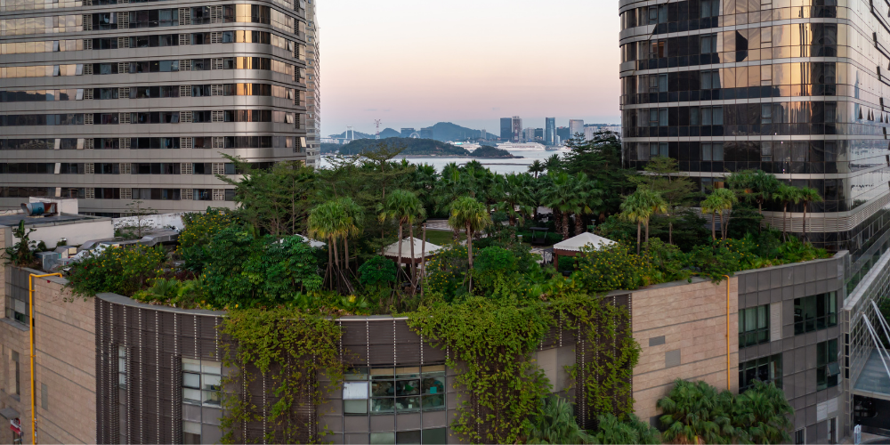 Yeşil Çatılar İçin En İdeal 5 Bitki: Doğanın Gücünü Evinize Taşıyın